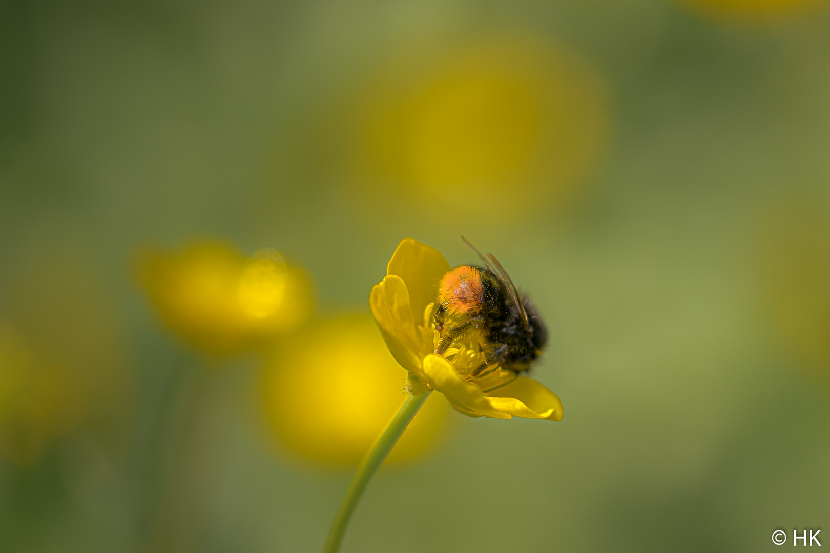 Die kleine Steinhummel