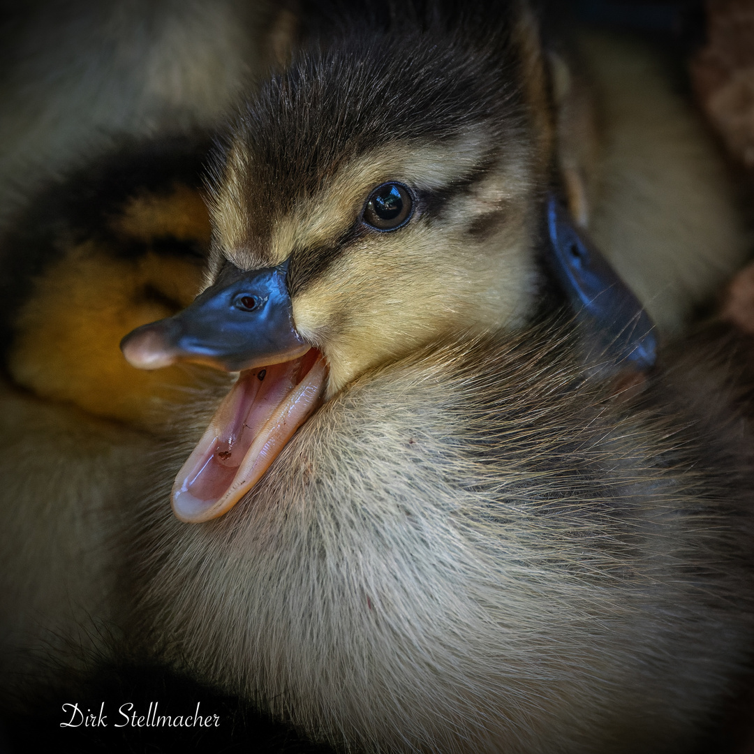 Die kleine Stockente