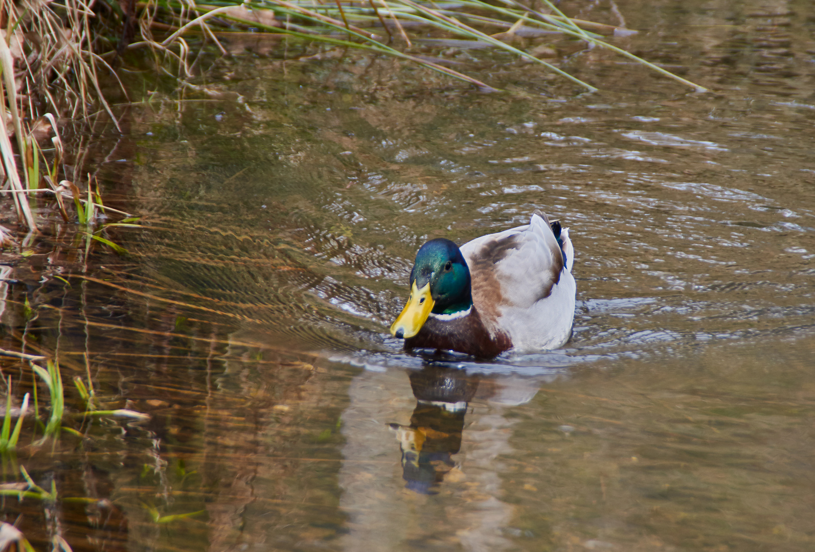 Die kleine Stockente...