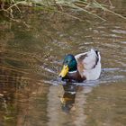 Die kleine Stockente...