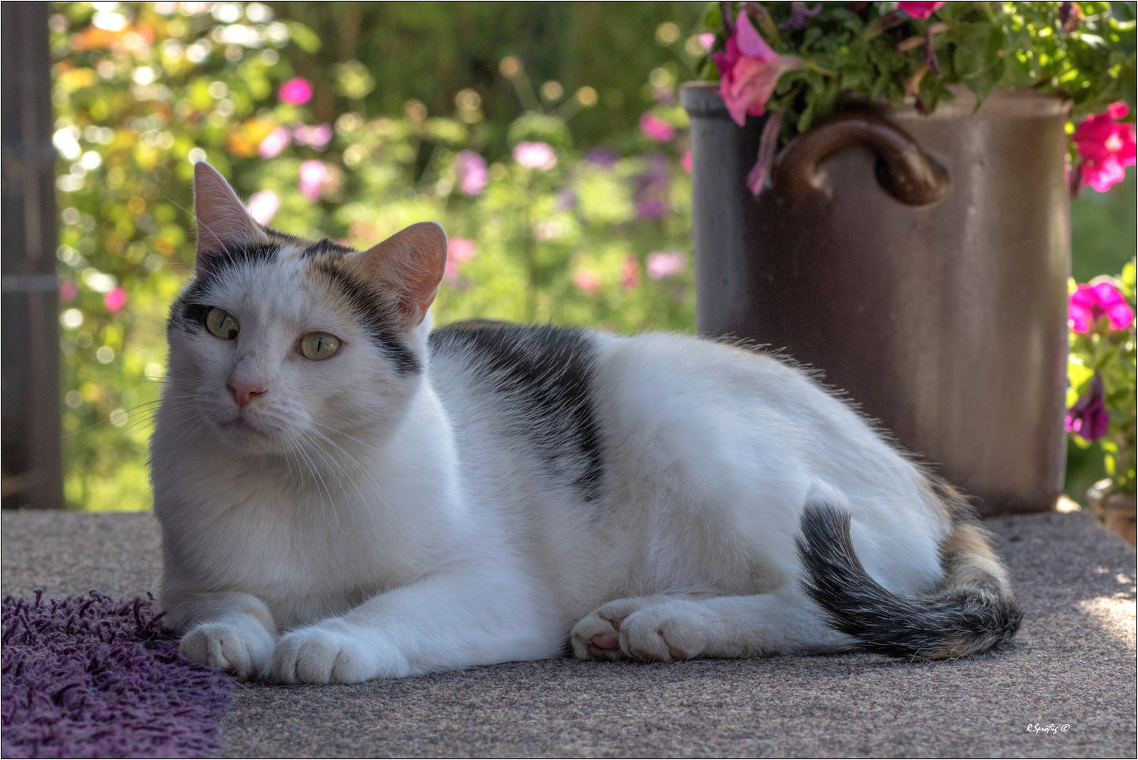 Die Kleine Susse Foto Bild Tiere Haustiere Katzen Bilder Auf Fotocommunity