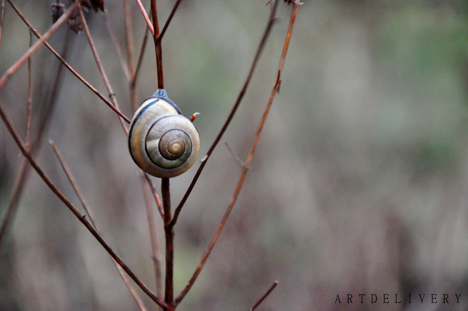 Die kleine süße Schnecke