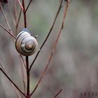 Die kleine süße Schnecke