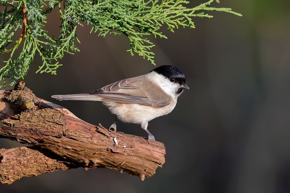 Die kleine Sumpfmeise... Foto & Bild | natur, tiere, vögel Bilder auf ...