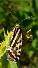 Die kleine, tagaktive Eule Emmelia trabealis . . .  (FÜR ERWIN ROTTER!)