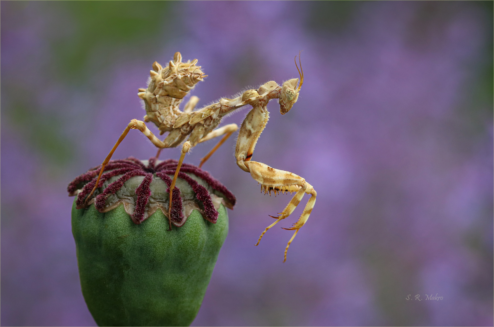 Die Kleine Teufelsblume