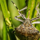 Die kleine Tierwelt erwacht aus dem Winterschlaf 