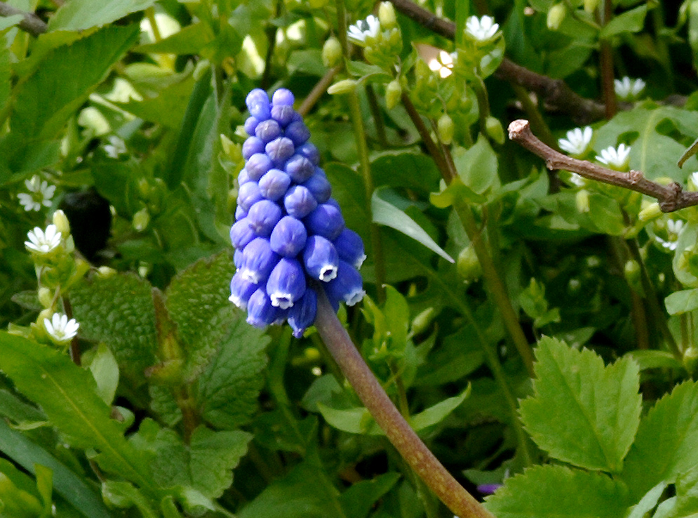 Die kleine Traubenhyazinthe