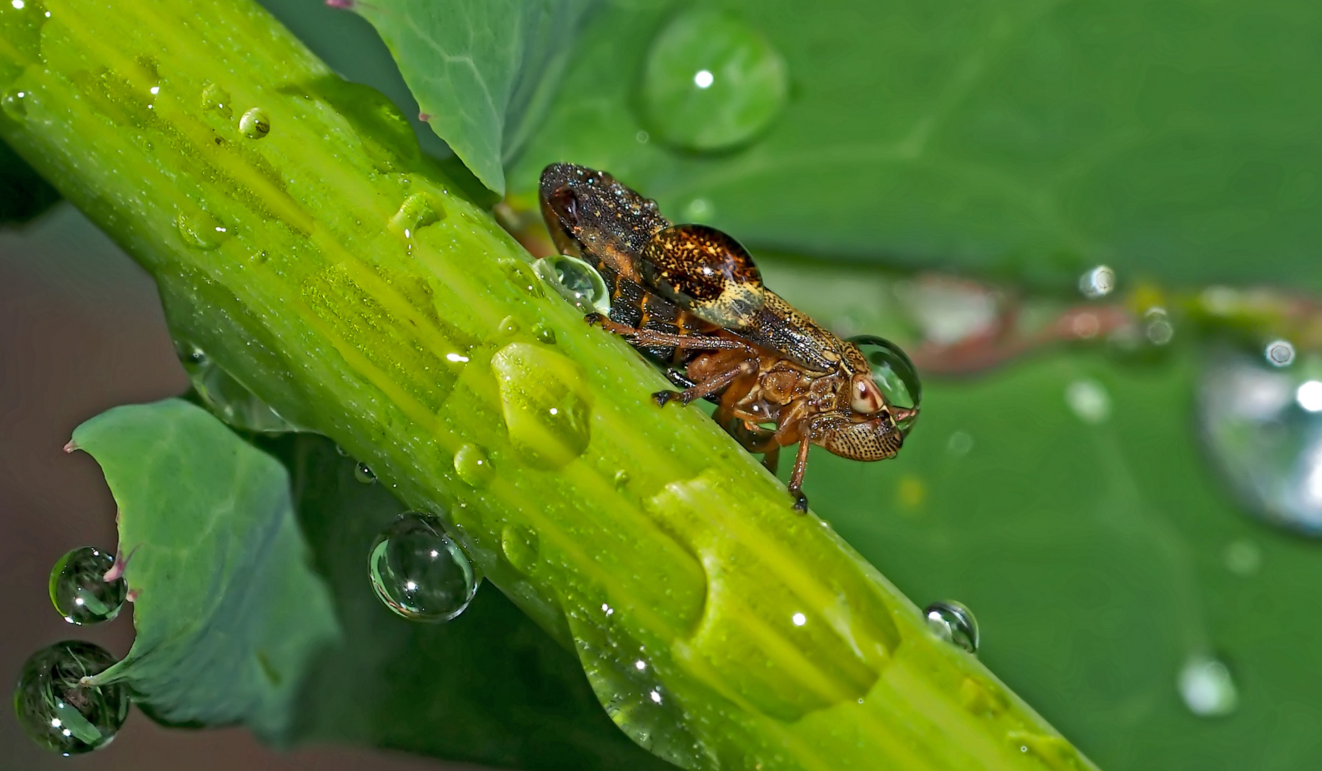 Die kleine Tropfenträgerin... - Un petit insecte le matin tôt...