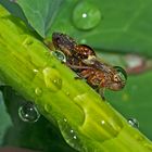 Die kleine Tropfenträgerin... - Un petit insecte le matin tôt...