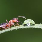 die Kleine und der Tropfen