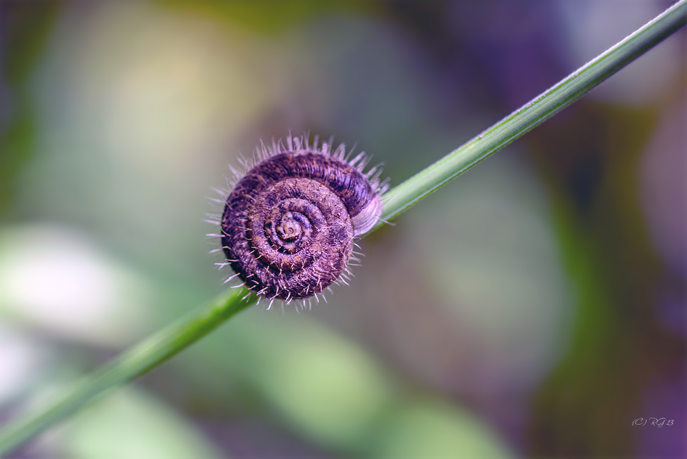 die kleine unrasierte schnecke