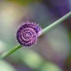 die kleine unrasierte schnecke