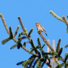 Die kleine vogel sing