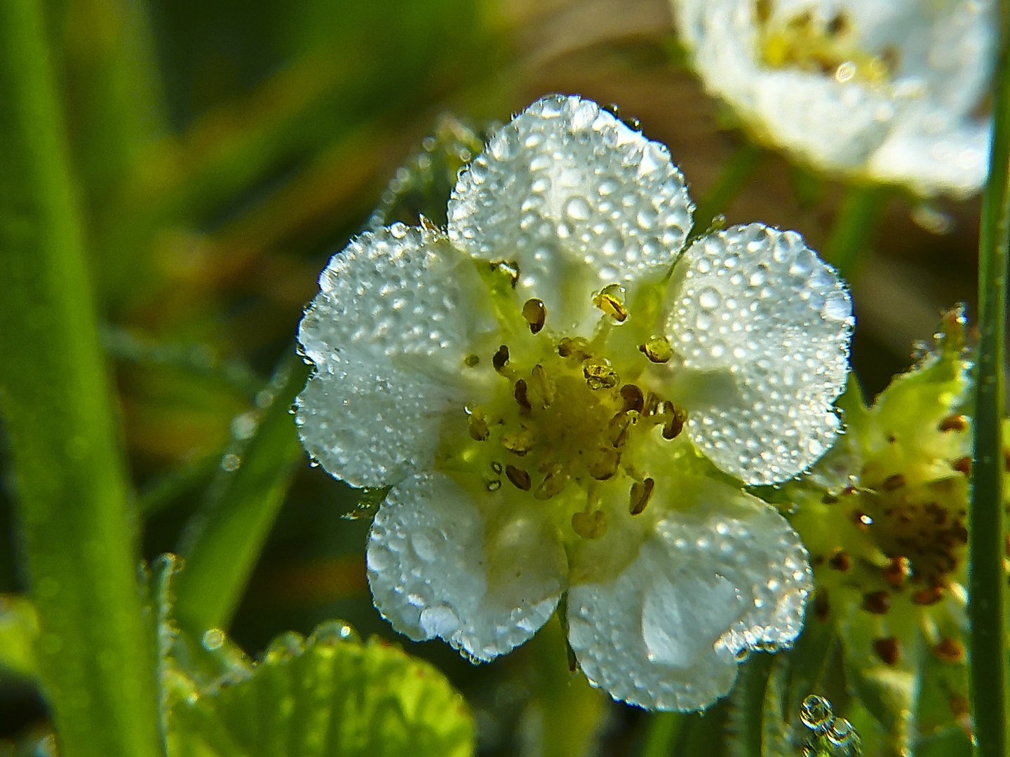 die kleine Walderdbeere