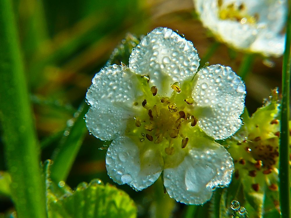 die kleine Walderdbeere