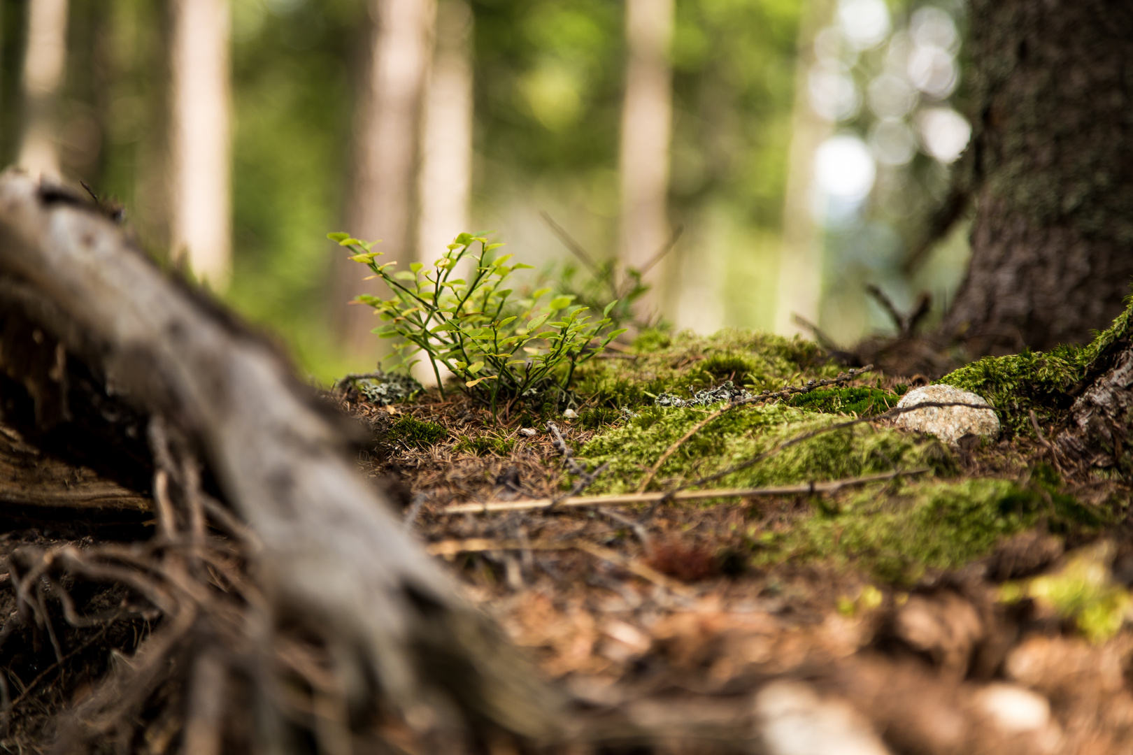 Die kleine Waldlandschaft