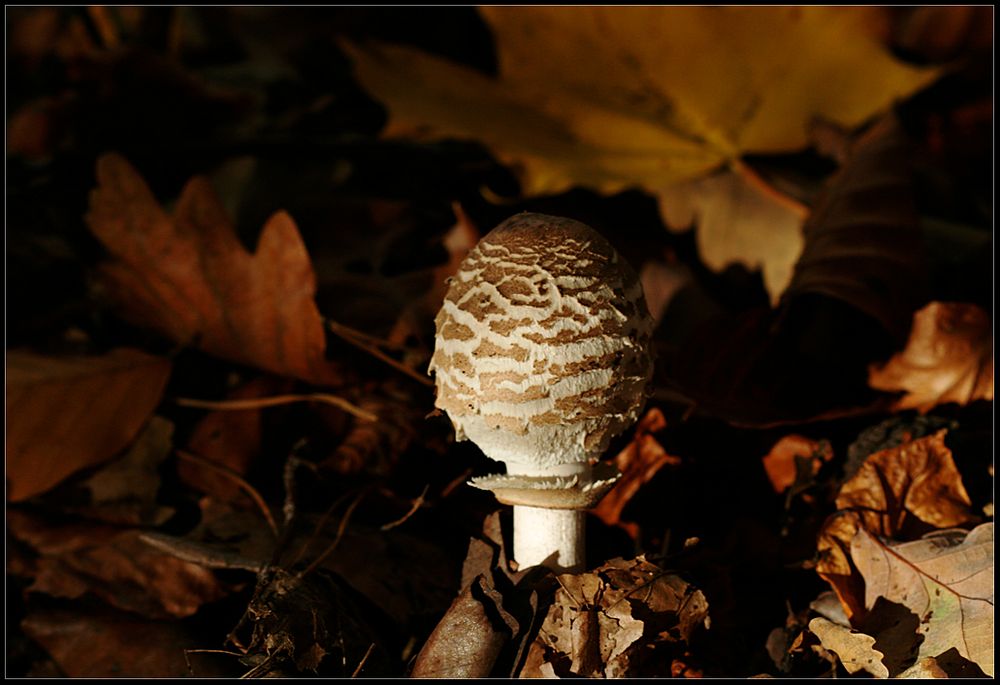 Die kleine Waldlaterne