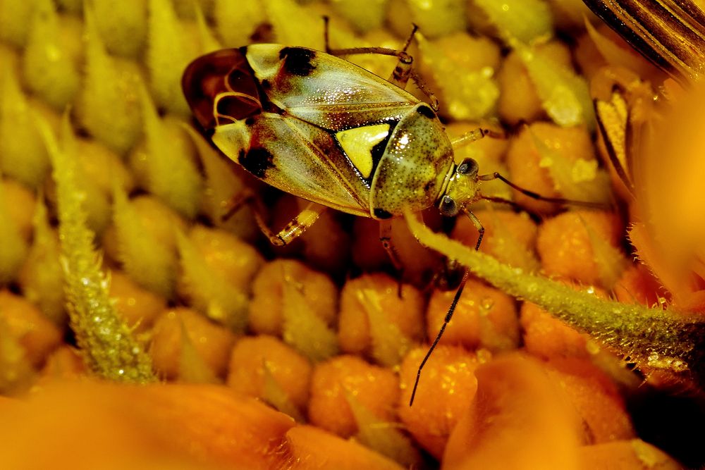 die kleine Wanze Foto Bild sommer makro gelb Bilder die kleine Wanze Foto Bild sommer makro gelb Bilder