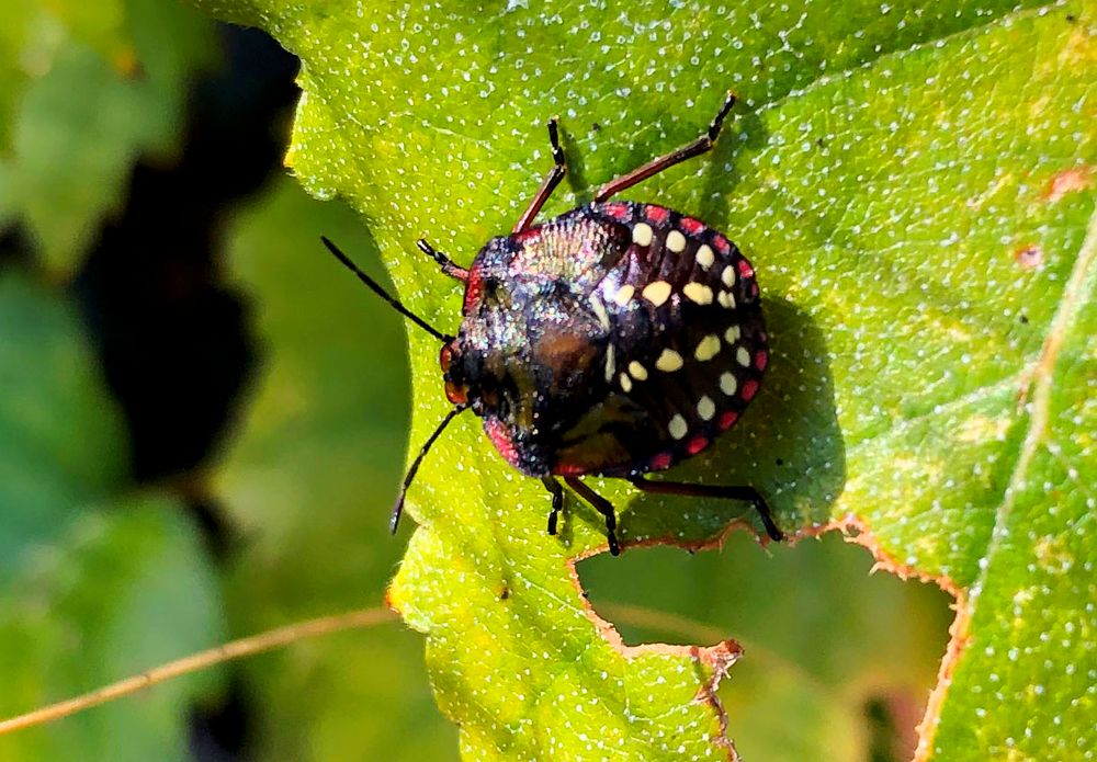 Die kleine Wanze könnte auch ein Mittwochsblümchen sein. Foto & Bild ...
