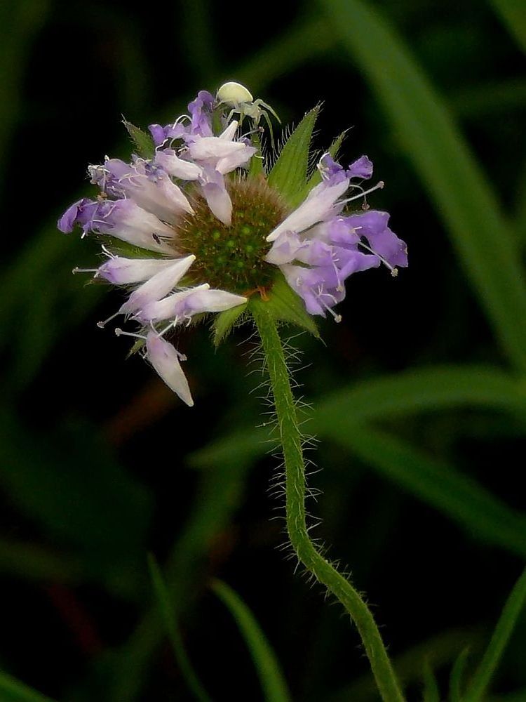 Die kleine weisse Spinne.....