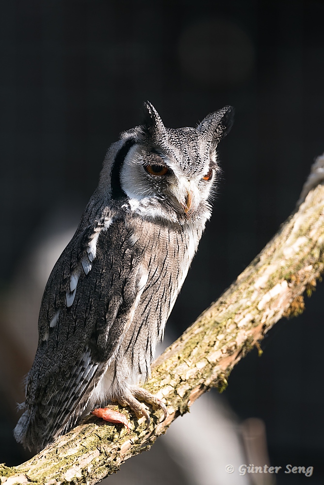 Die Kleine Weisskopf Eule im Sonnenlicht