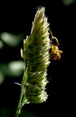 Die kleine Welt der kleinen Spinne...