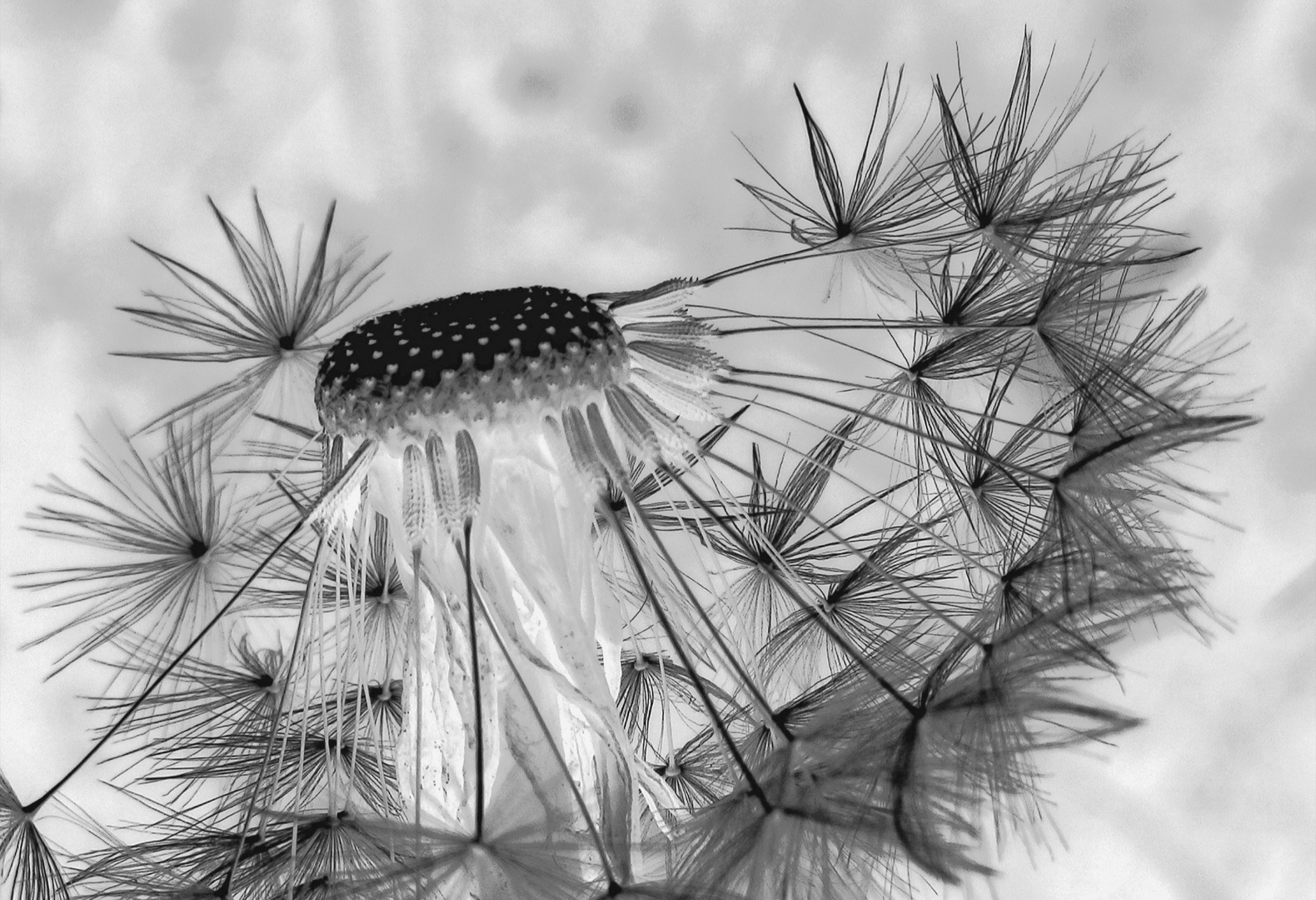 Die Kleine Welt im Garten ...