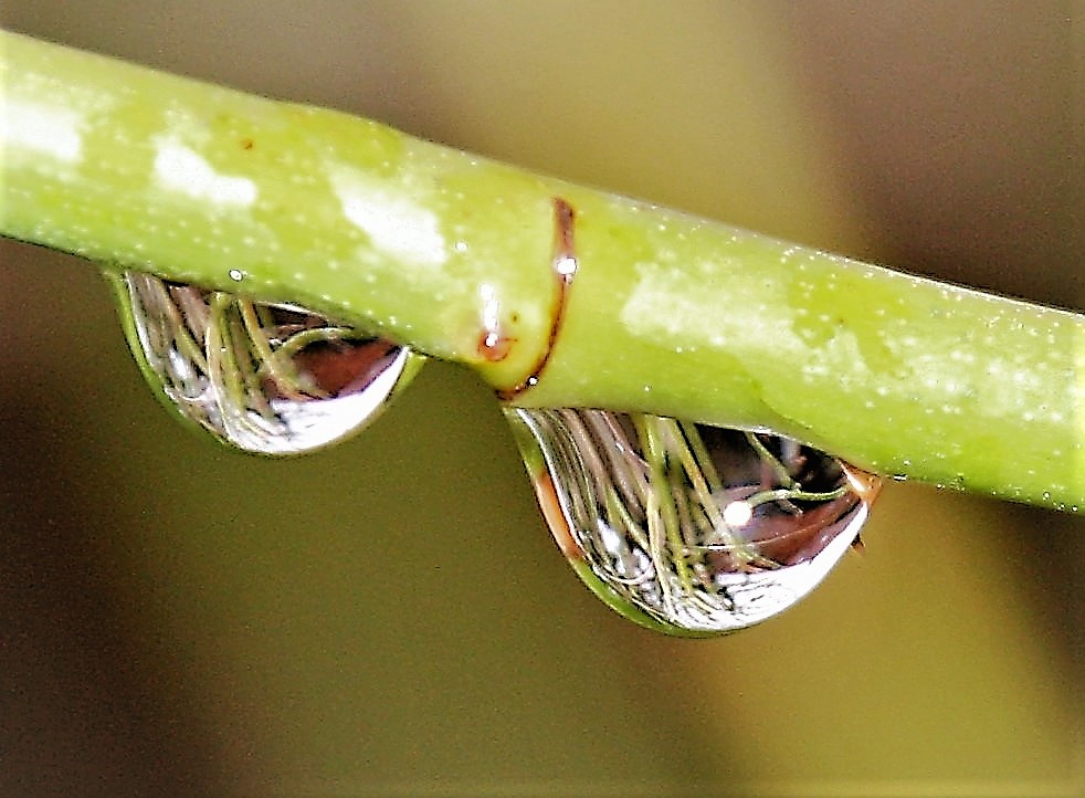 Die kleine Welt im Tropfen