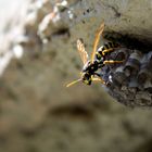 Die kleine Wespe / Mittig /