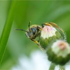 Die kleine Wildbiene ...