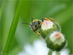 Die kleine Wildbiene ...