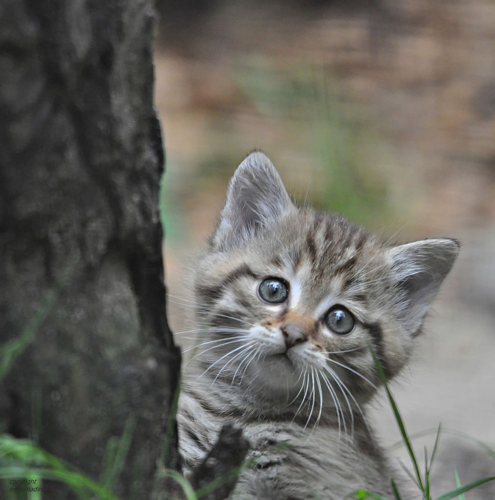 Die kleine Wilde !!!