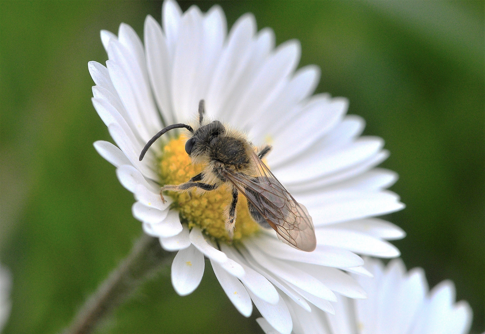 Die kleine Wilde ....................