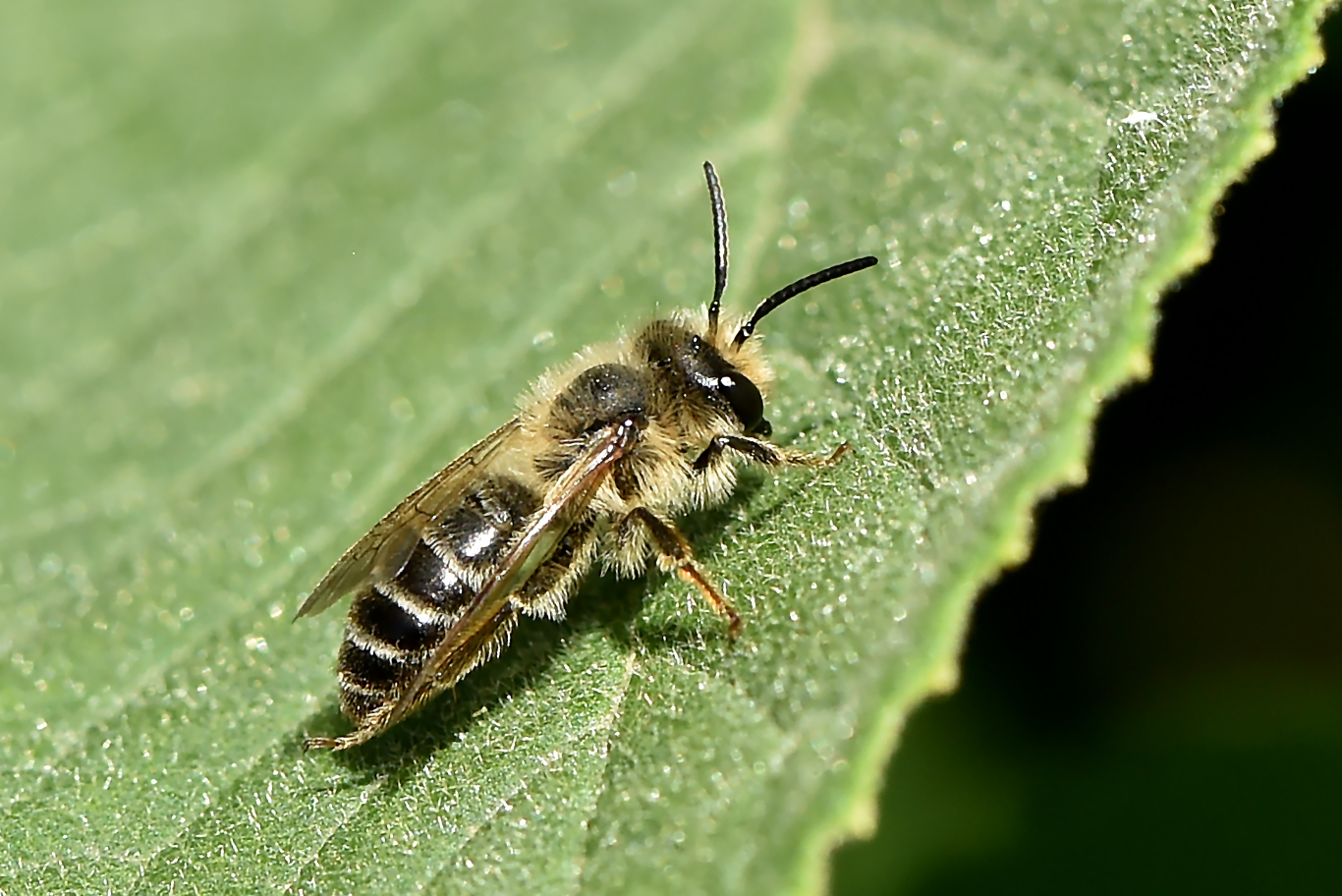 Die kleine Wilde