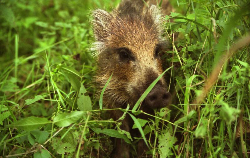 Die kleine wilde Darß-Sau