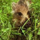 Die kleine wilde Darß-Sau