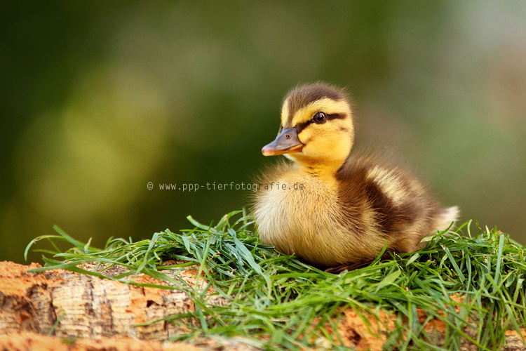 die kleine wilde Ente Ida