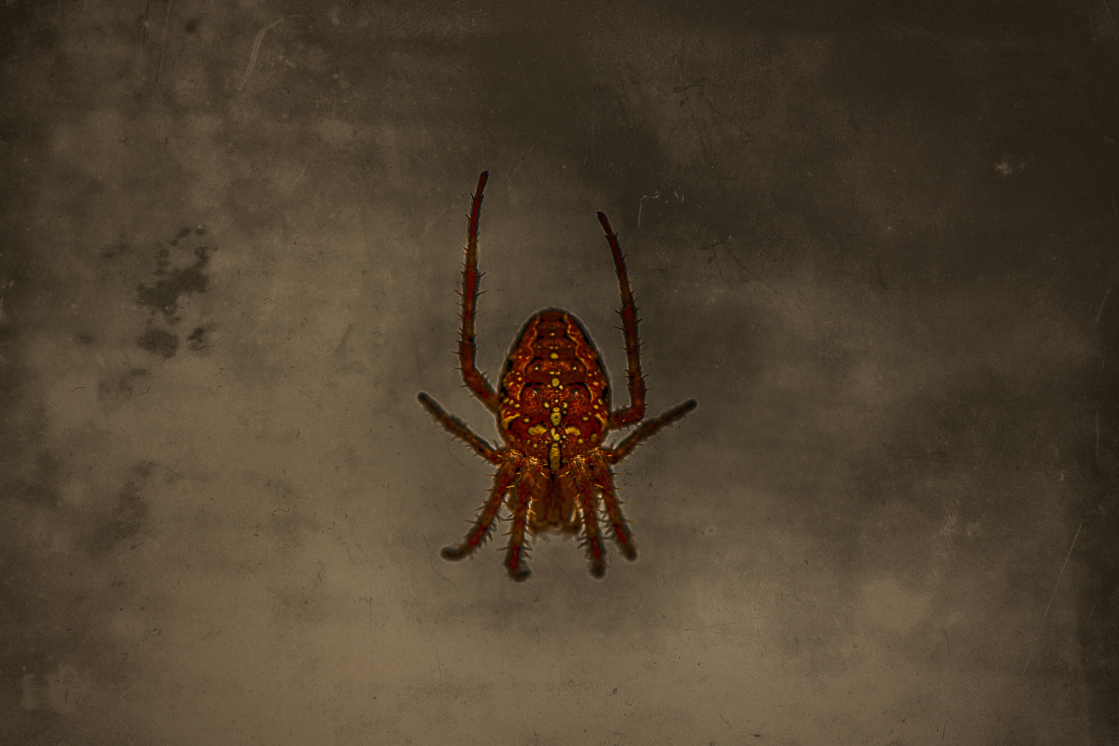 Die kleine winzige Spinne im tiefen Keller (ANN_5567)