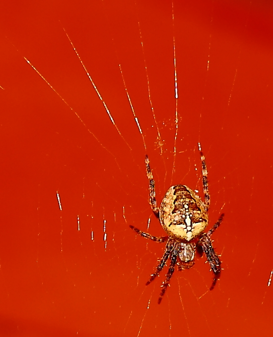 Die kleine,große Spinne