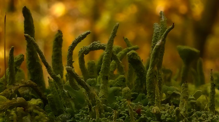 Die kleinen Aufrechten