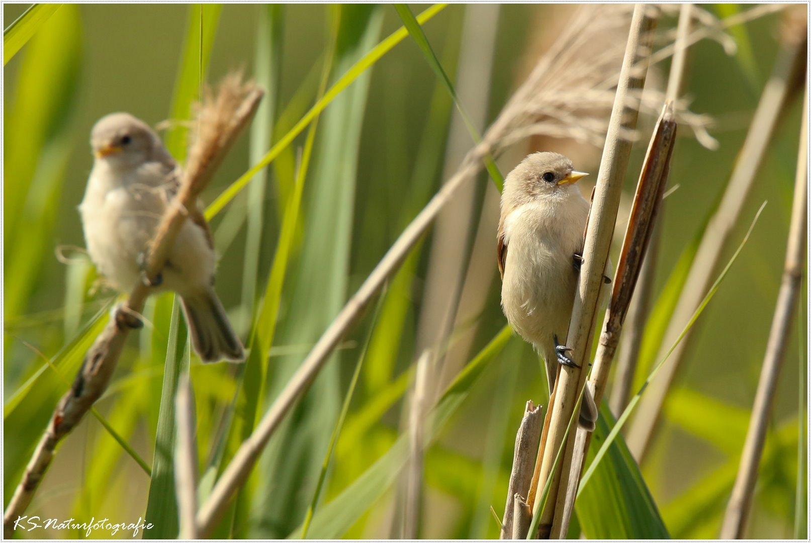 Die kleinen Beutelmeisen - the little Penduline tits