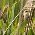 Die kleinen Beutelmeisen - the little Penduline tits