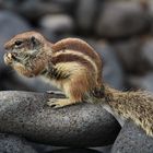 die kleinen Bewohner auf Fuerteventura