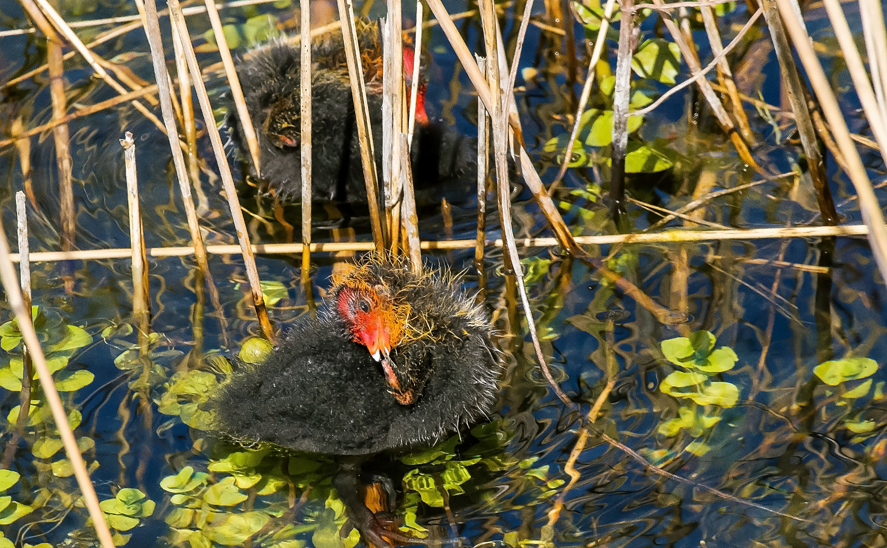 Die kleinen Blässhühner schwimmen bereits