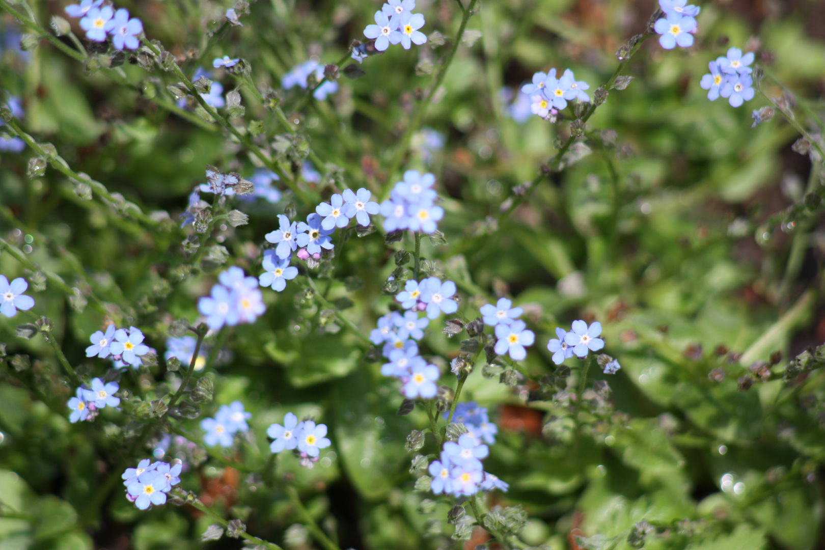 die kleinen BLAUEN