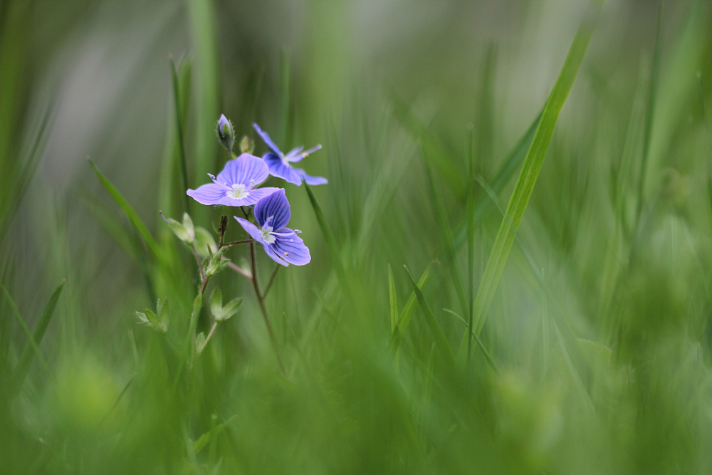 die kleinen Blauen