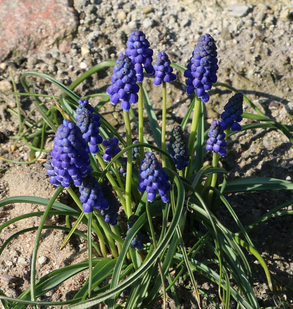 Die kleinen Blauen