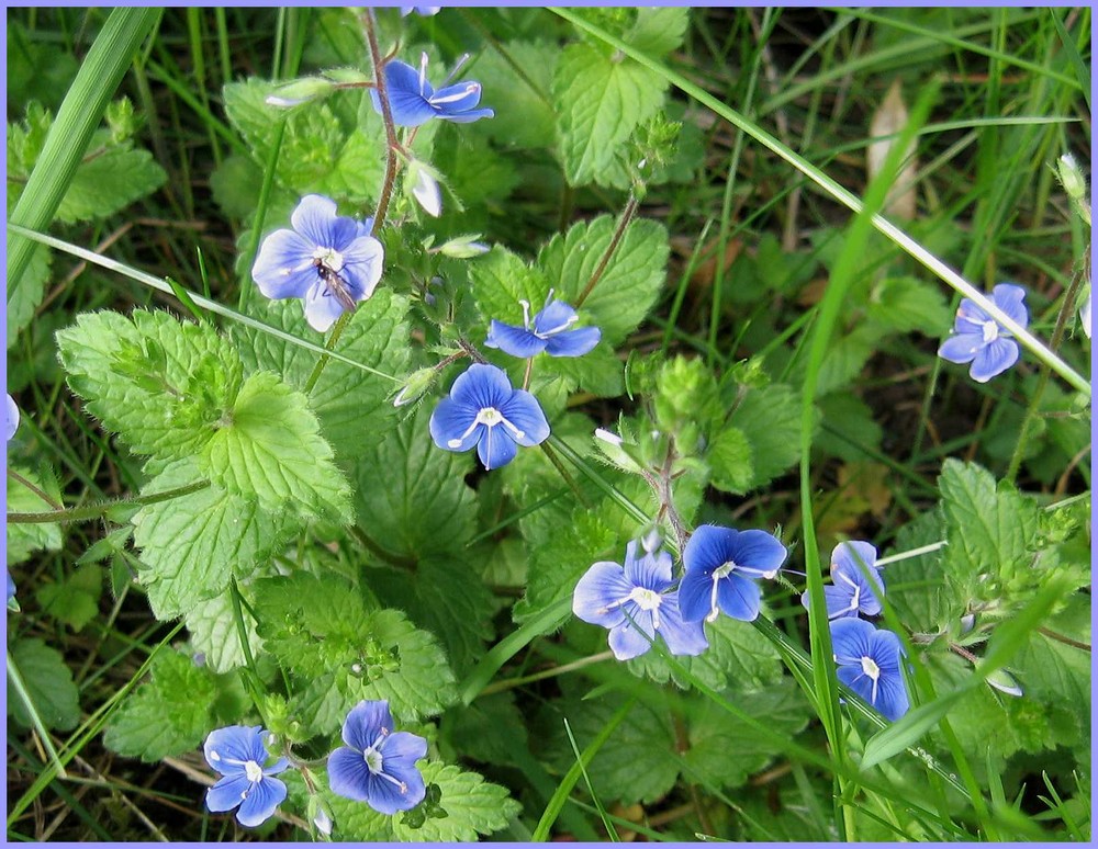 Die Kleinen Blauen .... Ehrenpreis?