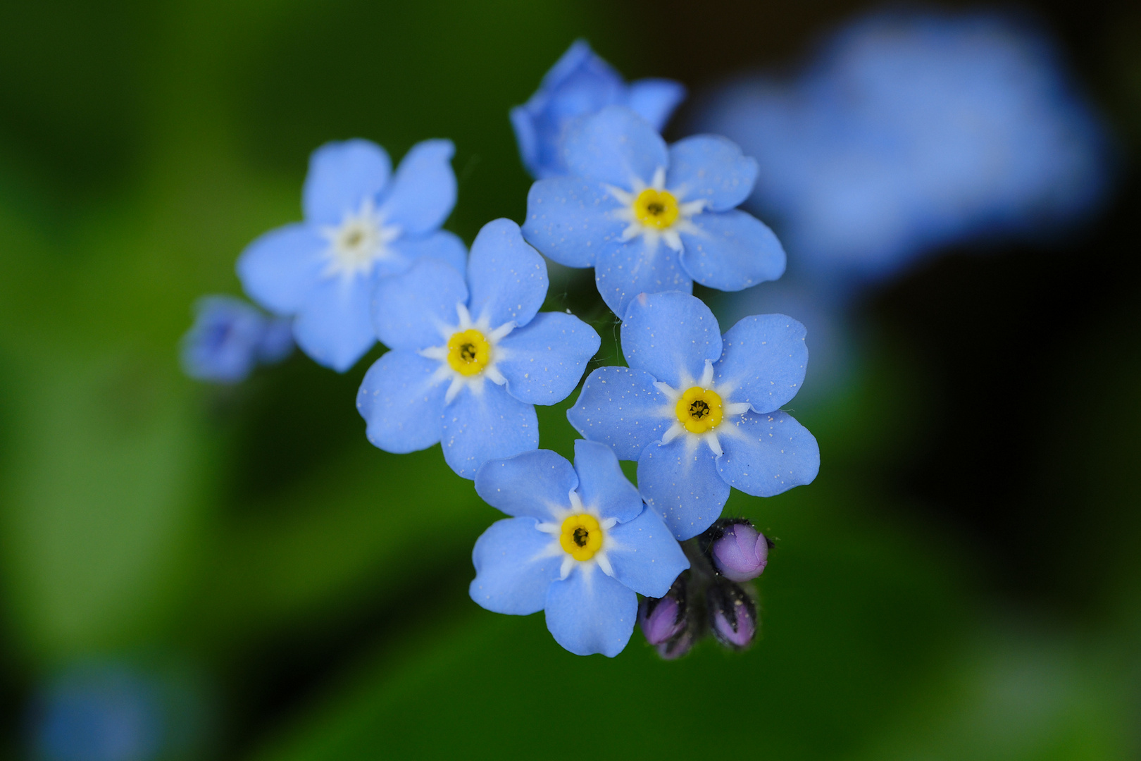 die kleinen blauen...